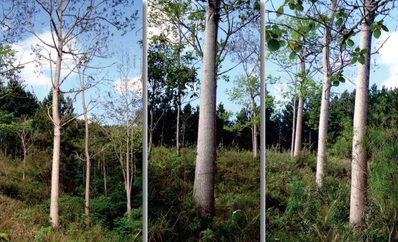 Kiri Japonês: A Árvore Fast & Furious que Está Revolucionando o Agronegócio (e o Meio Ambiente!)