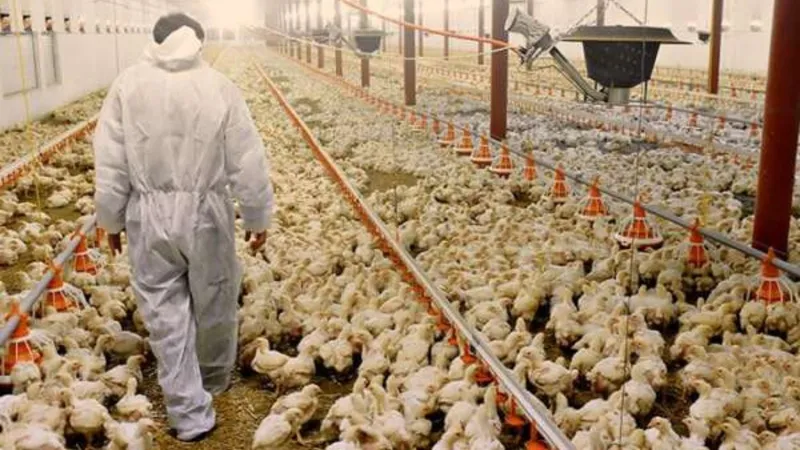 Gripe Aviária em Alerta Máximo: Surto Dispara e Pode Abalar o Preço do Frango!
